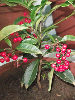 Ardisia crenata mit Beeren