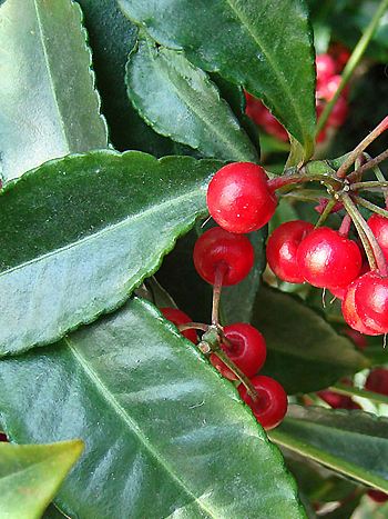 Ardisia crenata