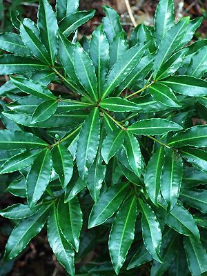 Ardisia Blätter