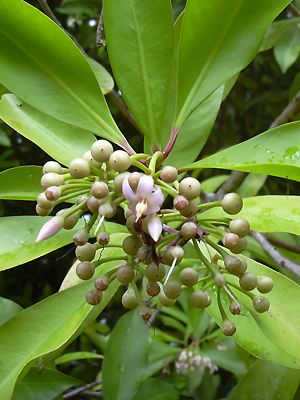 Ardisia elliptica