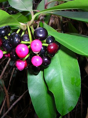 Ardisia elliptica mit Beeren