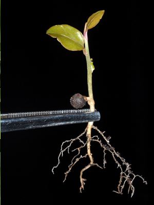 Ardisia gekeimter Samen