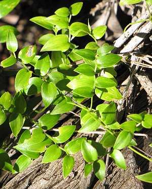 Asparagus asparagoides