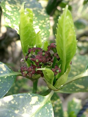 Aucuba japonica mit Blüten