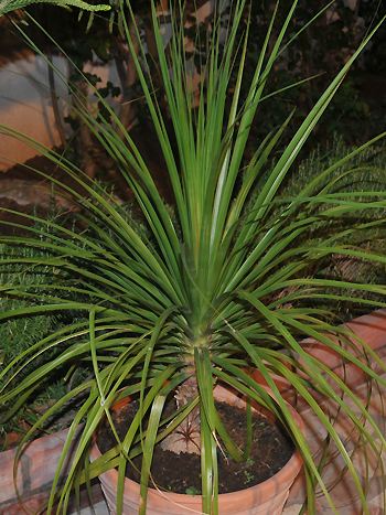 Wasserpalme, Beaucarnea recurvata