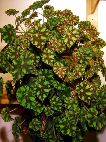 Wimpernbegonie: Begonia bowerae