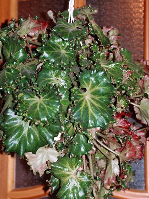 Begonia erythrophylla