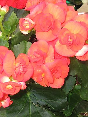 Begonia hiemalis