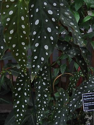 Begonia maculata