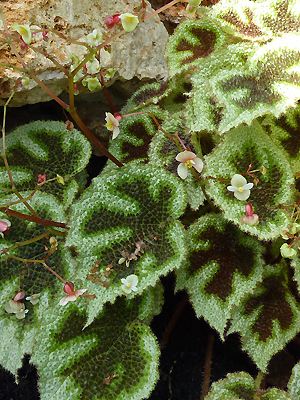 Begonia masoniana