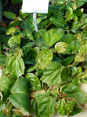 Begonia radicans