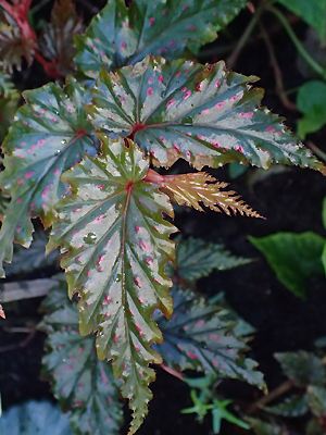 Begonia serratipetala