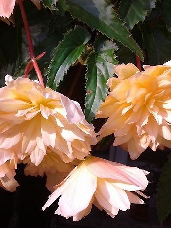 Hängebegonie - Zum vergrößern klicken Hängebegonie: Begonia tuberhybrida pendula