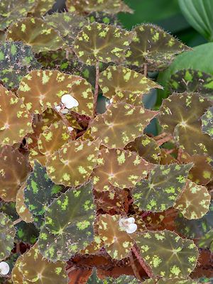 Begonia bowerae