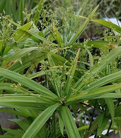 Cyperus albostriatus