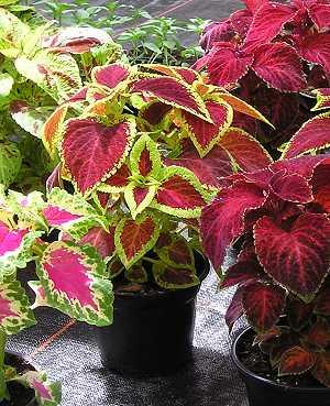 Coleus - Buntnessel