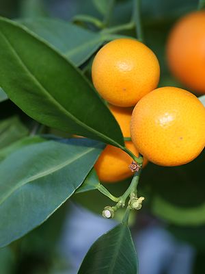 Calamondinorange