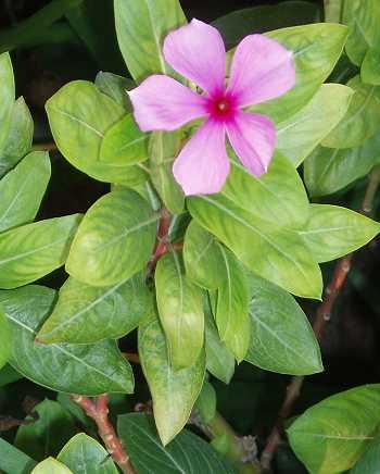 Catharanthus roseus