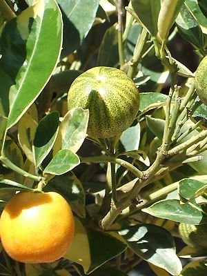 Calamondinorange