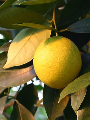 Citrus sinensis