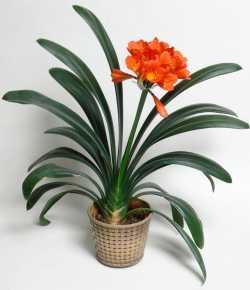 Clivia kaufen