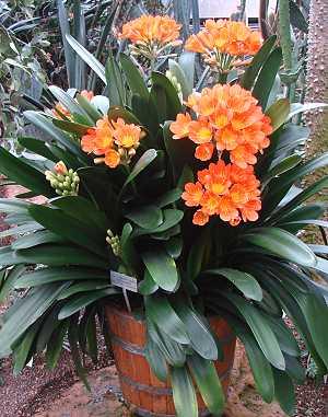 Clivia miniata