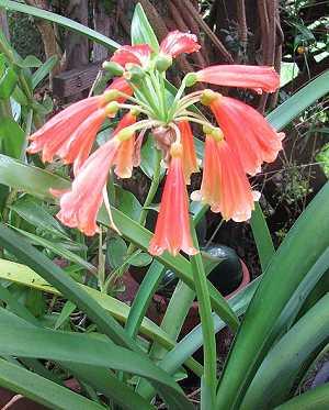 Clivia nobilis