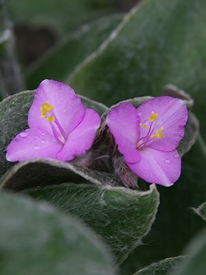 Cyclamen persicum - vergrößern Cyanotis somaliensis, Blüte