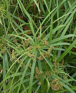 Cyperus alternifolius