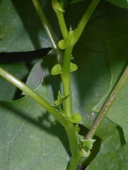 Senecio mikanioide