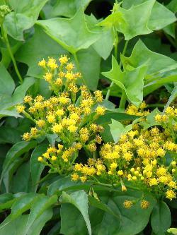 Senecio mikanioides, Delairea odorata