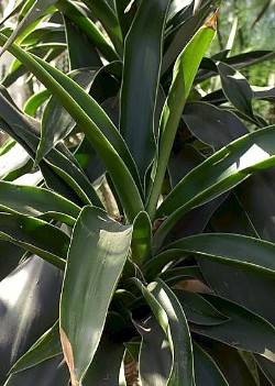 großblättriger Drachenbaum - Dracaena aletriformis