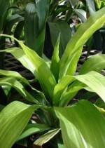 Dracaena fragrans