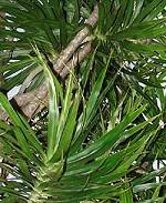 Dracaena marginata