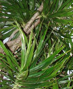 Dracaena marginata