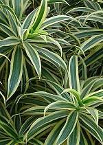 Dracaena reflexa 'Song of India'