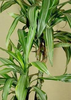 Dracaena braunii