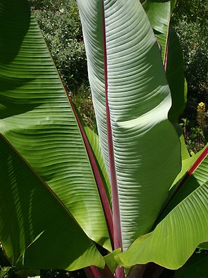 Ensete ventricosum