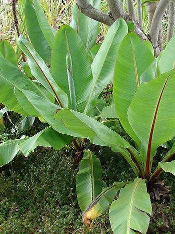 Ensete ventricosum