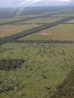 Entwaldung in Paraguay