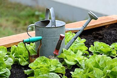 Frische Zutaten fürs Kochen