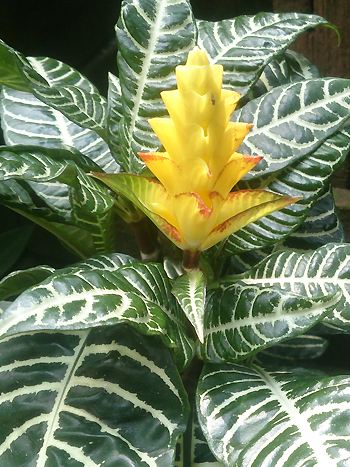 Aphelandra squarrosa