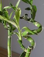 Glücksbambus - Dracaena braunii