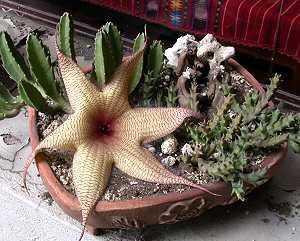 Stapelia gigantea, Größblütige Aasblume