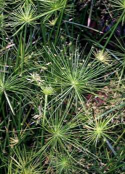 Cyperus haspan, Haspan-Zypergras