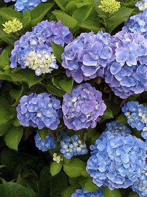 Hydrangea macrophylla