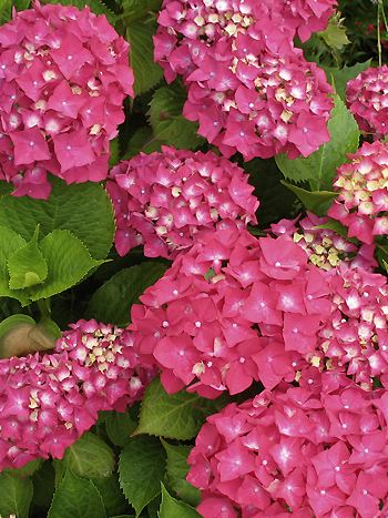 Hydrangea macrophylla