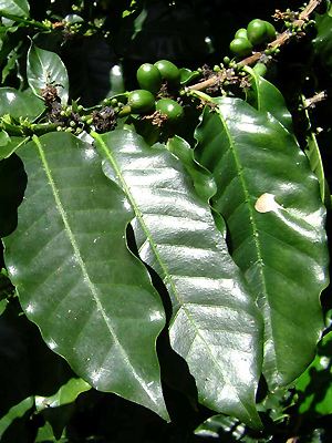 Coffea arabica