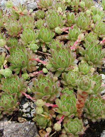 Kindel einer Sempervivum montanum