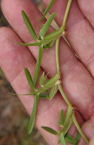 Stenotaphrum mit Knotenstecklingen